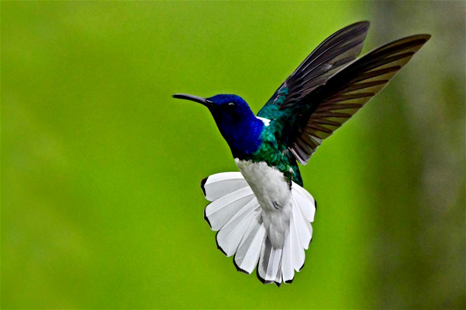 Florisuga mellivora (Colibrí collarejo) - Macho photo