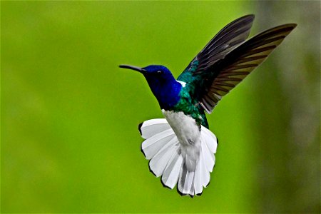 Florisuga mellivora (Colibrí collarejo) - Macho