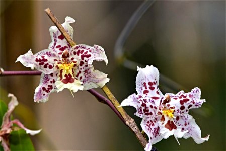 Odontoglossum cristor
