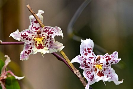 Odontoglossum cristor photo