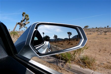 Joshua Tree in car wing mirror photo