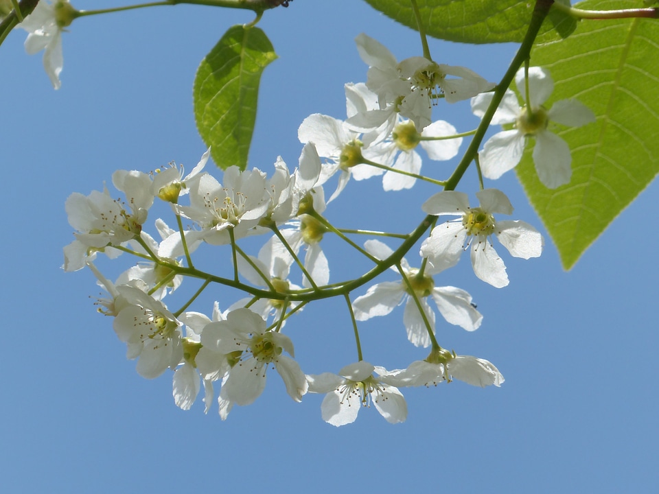 Black cherry prunus tree