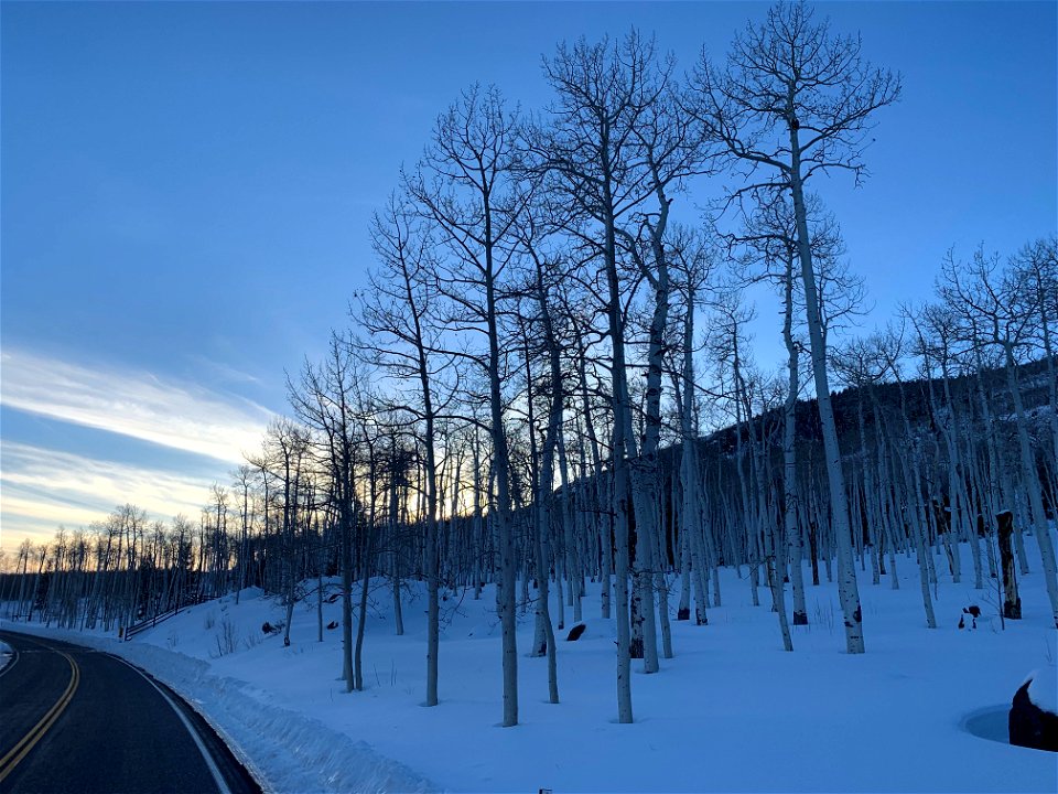 Pando Aspen Clone in winter light 011223