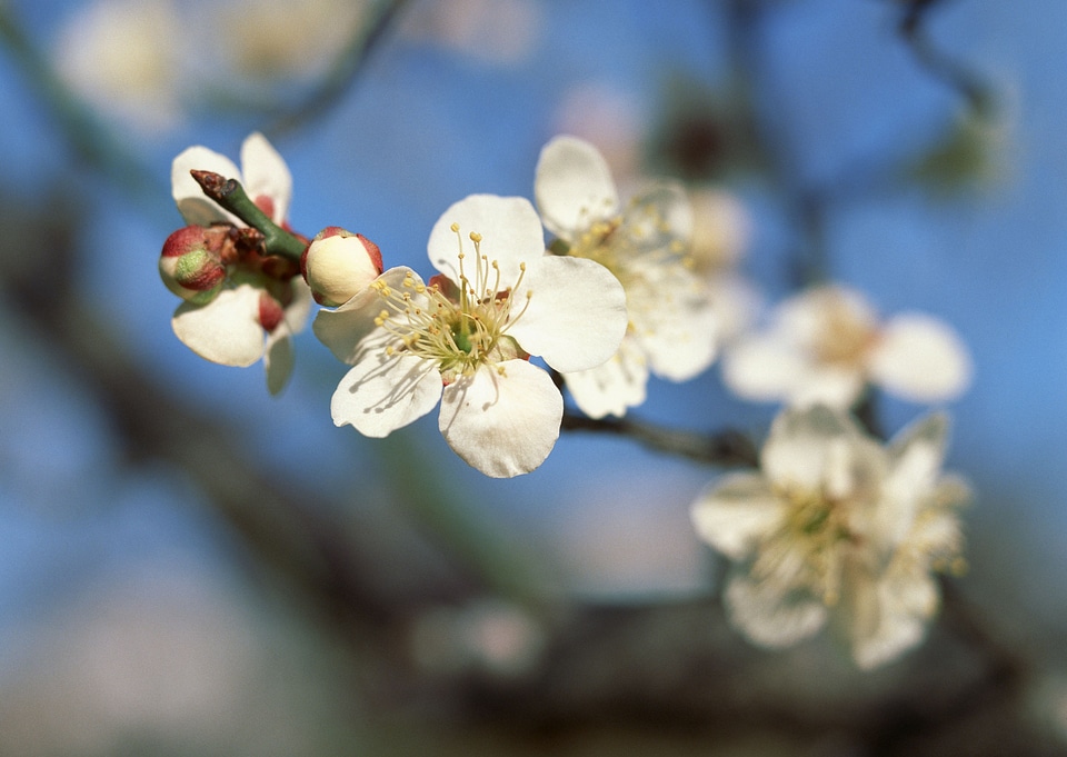 Flowers of the cherry blossoms on a spring day