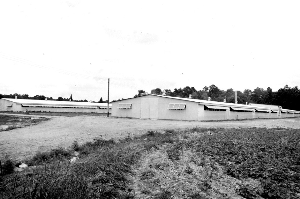 Agriculture:  chicken houses: modern broiler house