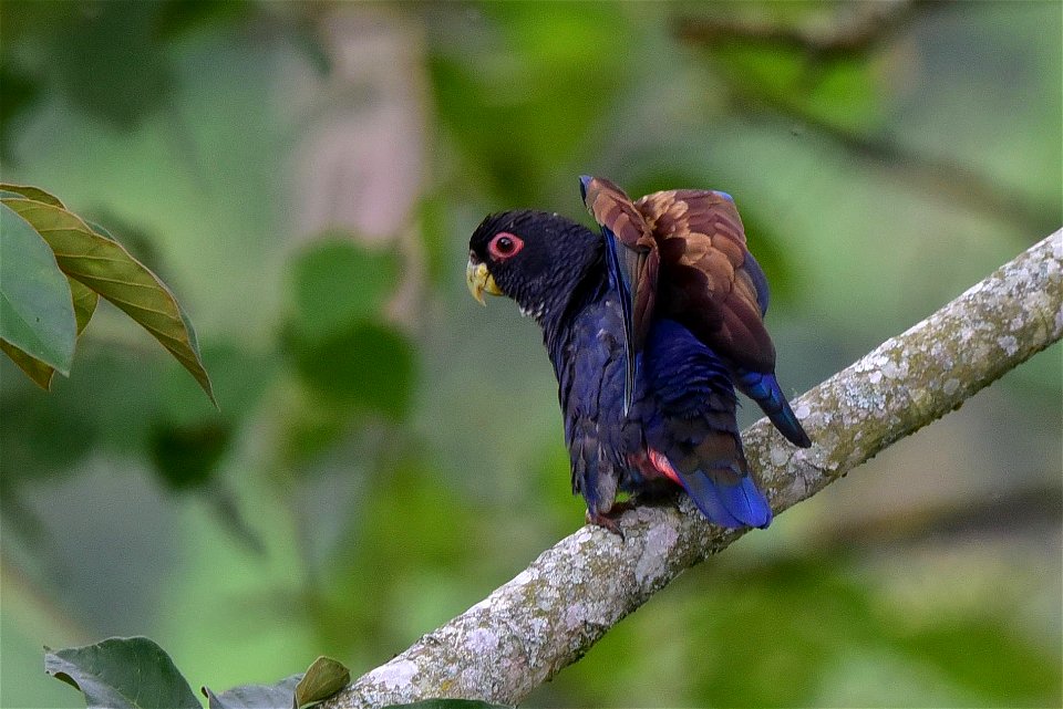 Pionus chalcopterus - Cotorra maicera