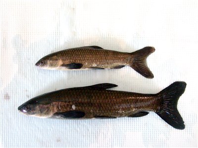 Black Carp