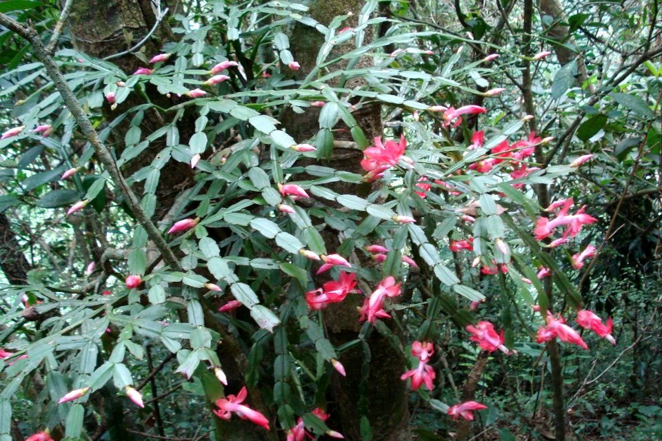 Schlumbergera truncata (Haw.) Moran