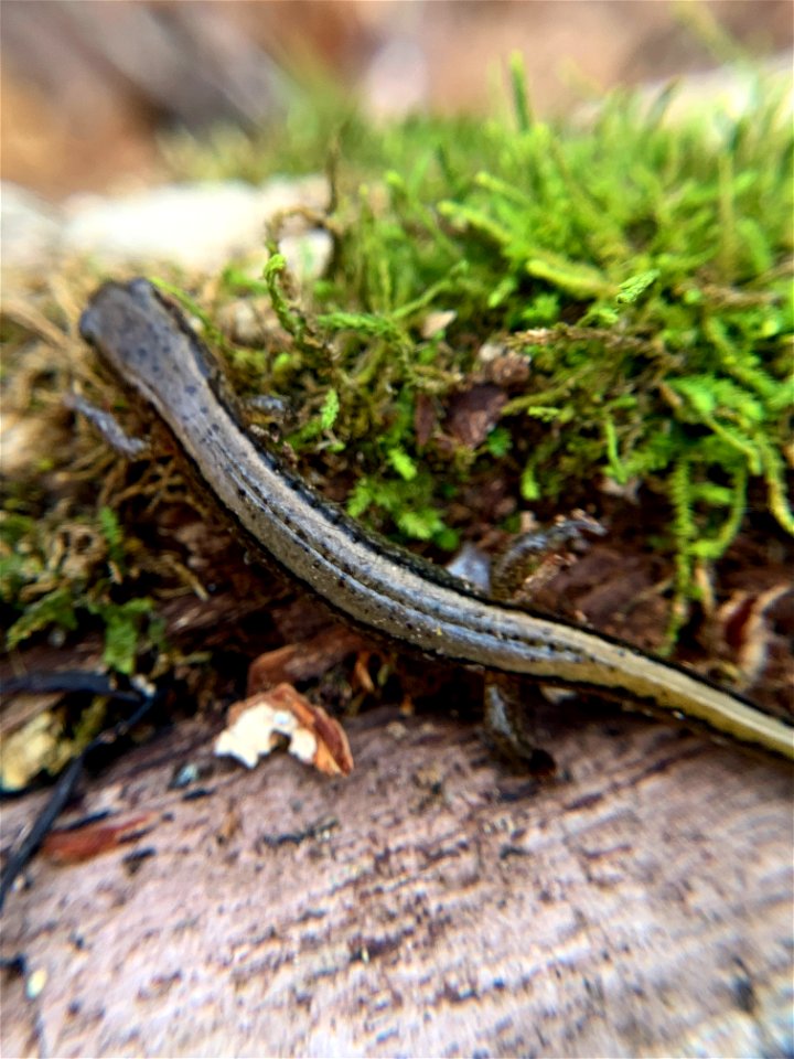 Southern Two-lined Salamander (Eurycea cirrigera)