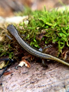 Southern Two-lined Salamander (Eurycea cirrigera) photo