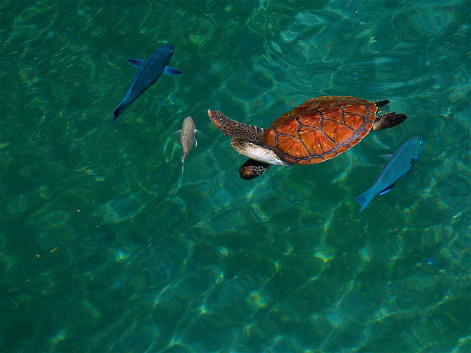 Tortue verte (La Réunion)