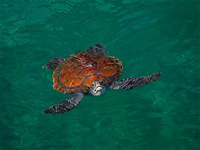 Tortue verte (La Réunion)