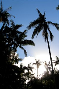 Palm Trees and Blue Sky photo