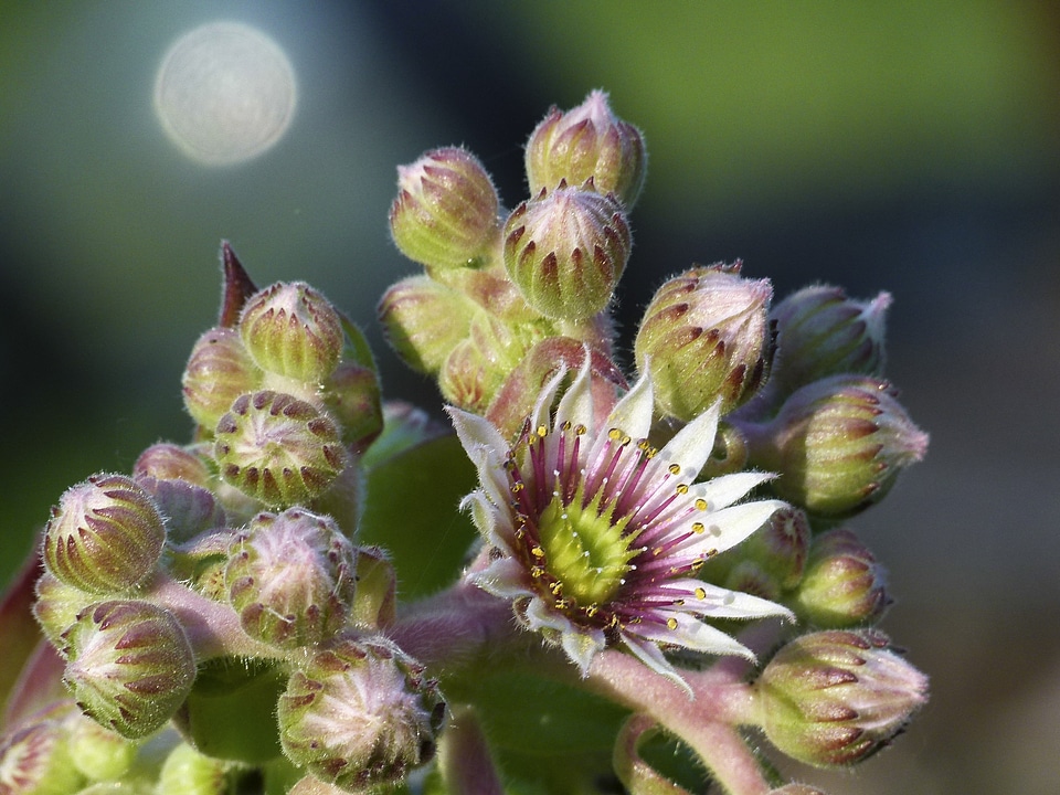 Plant nature garden