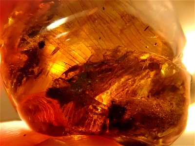 feathered dino in amber