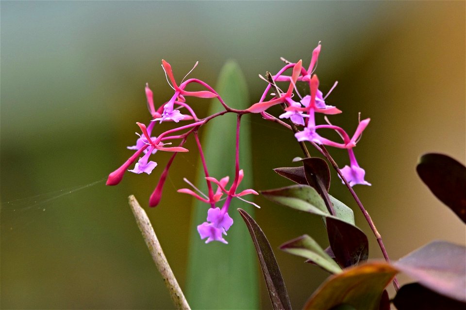 Epidendrum capricornu