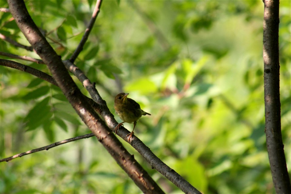 Wolsfeld Woods - Common Yellow-throat