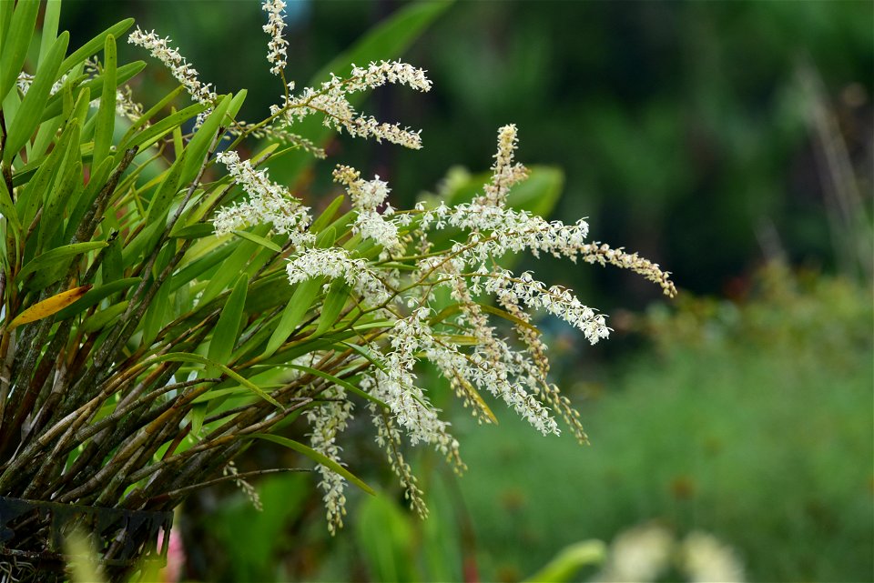 Epidendrum lanipes