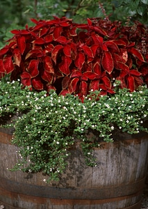 Large pot with flowers
