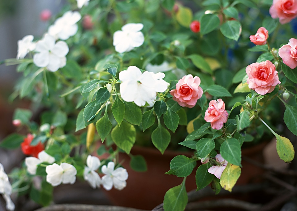 Wite and pink flower and pot