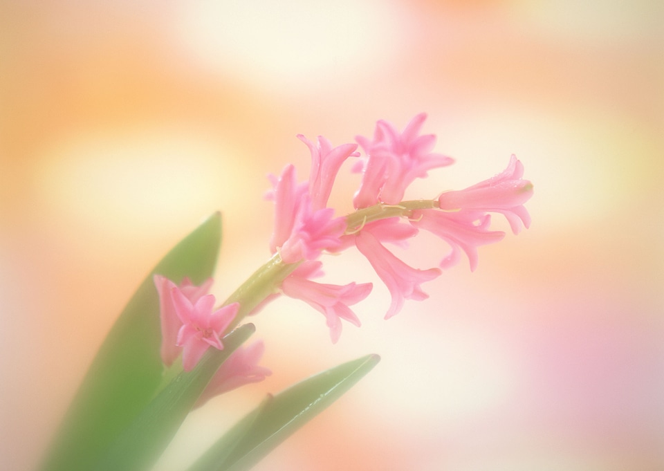 Vintage and soft light of flowers