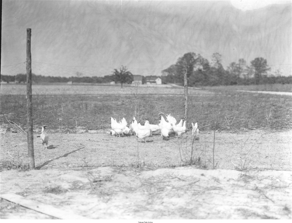 Single pen mating, Steens Poultry Farm, Dagsboro
