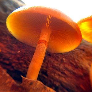 Funeral Bell (Galerina marginata)