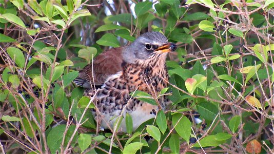 Fieldfare eating Privet berries (4) - Suffolk, UK - Taken on February 12, 2021
