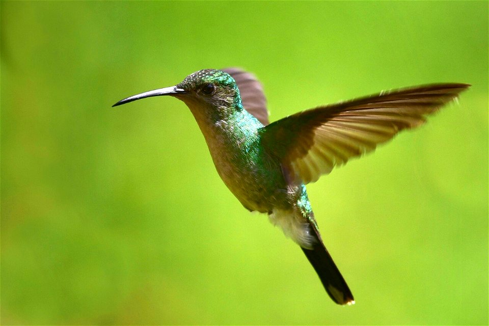 Chalybura buffonii - Colibrí de Buffon - Hembra