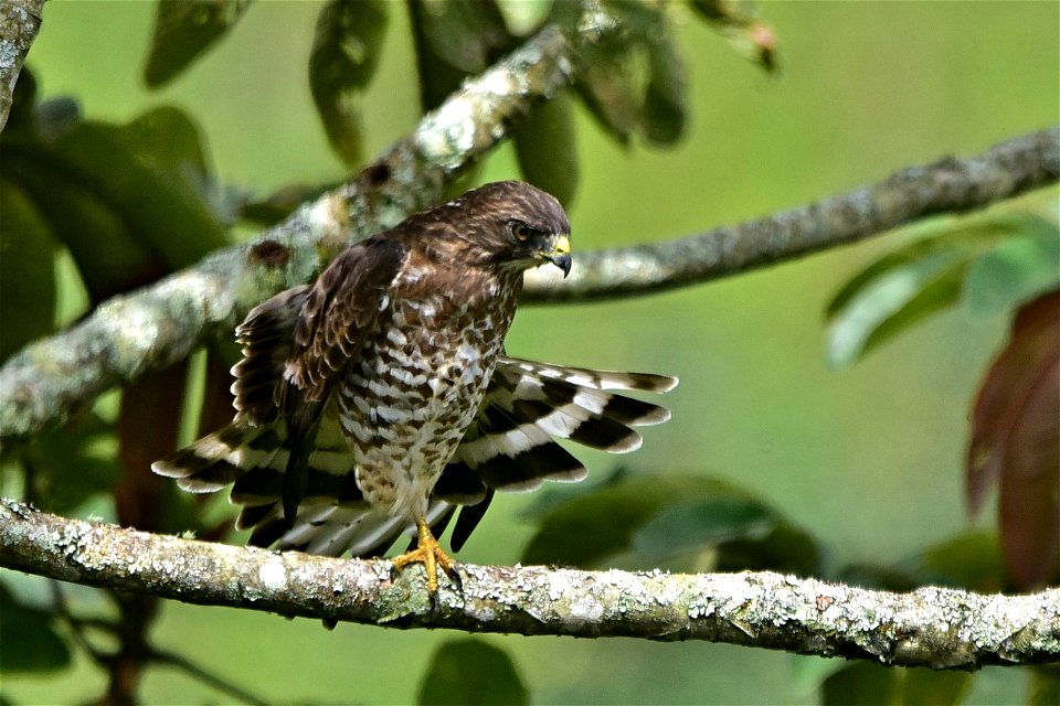 Buteo platypterus o Gavilán aliancho
