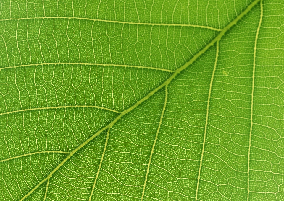 Close up leaf texture