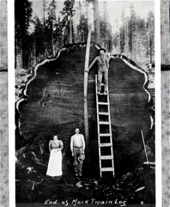 Mark Twain Tree's cut down 1892 photo
