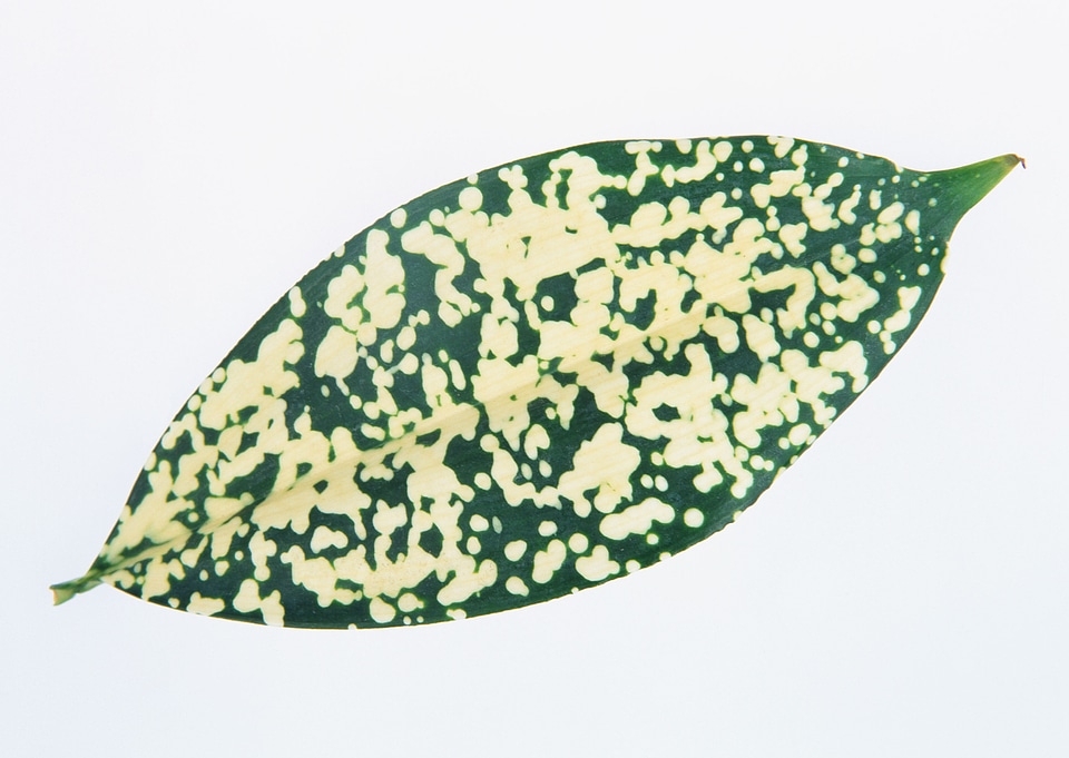 Green leaves of dieffenbachia over white background