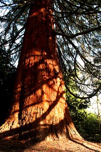 Wellingtonia ,Giant Sequoia photo