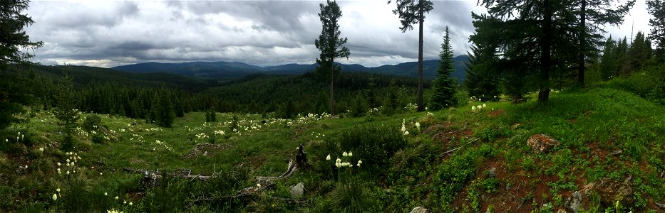 TallyLakeRd-FlatheadNF-002