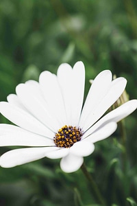 the white daisy flower