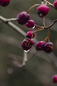 Waterdrop on the wild flower