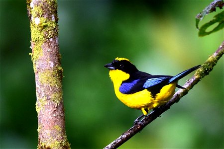 Anisognathus somptuosus - Clarinero primavera