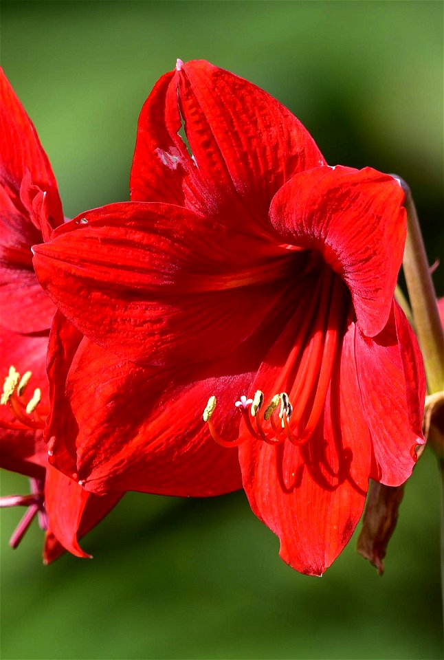 Hippeastrum puniceum