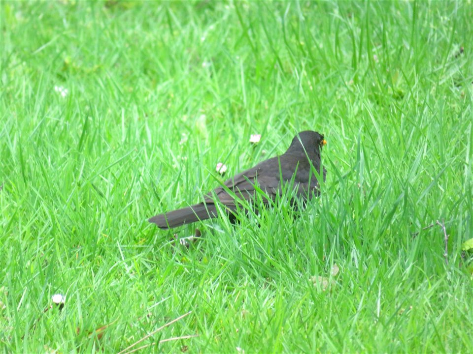 IMG_1843 Amsel  Deutschlands Perspektiven Bottrop (05.05.2021)