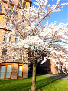 Tree in blossom photo