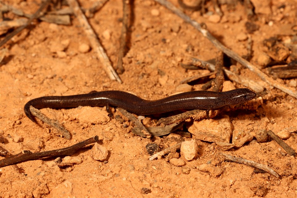 Hemiergis initialis (Southwestern earless skink)