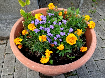 Blümchen