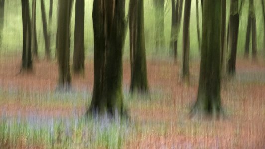 Bluebell ICM