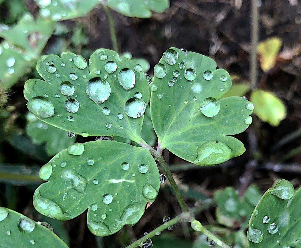 Water drop in green leaves