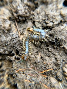 Eastern Bark Centipede (Hemiscolopendra marginata)
