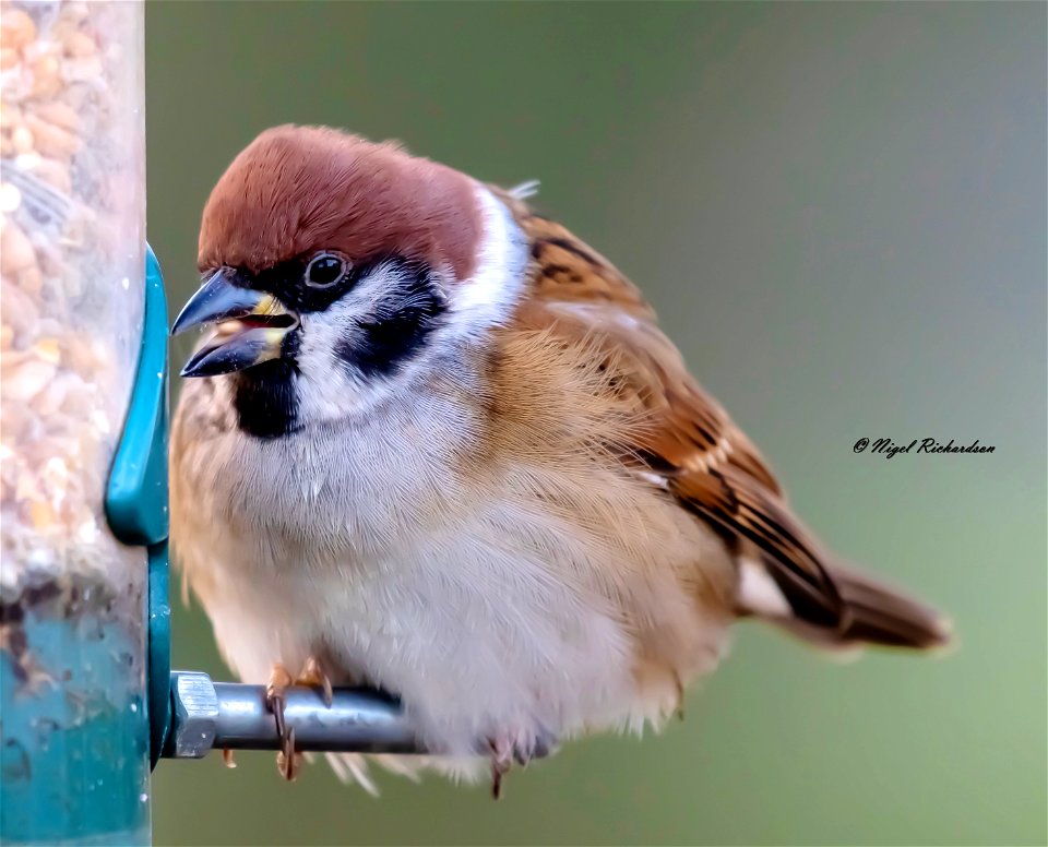 Tree sparrow
