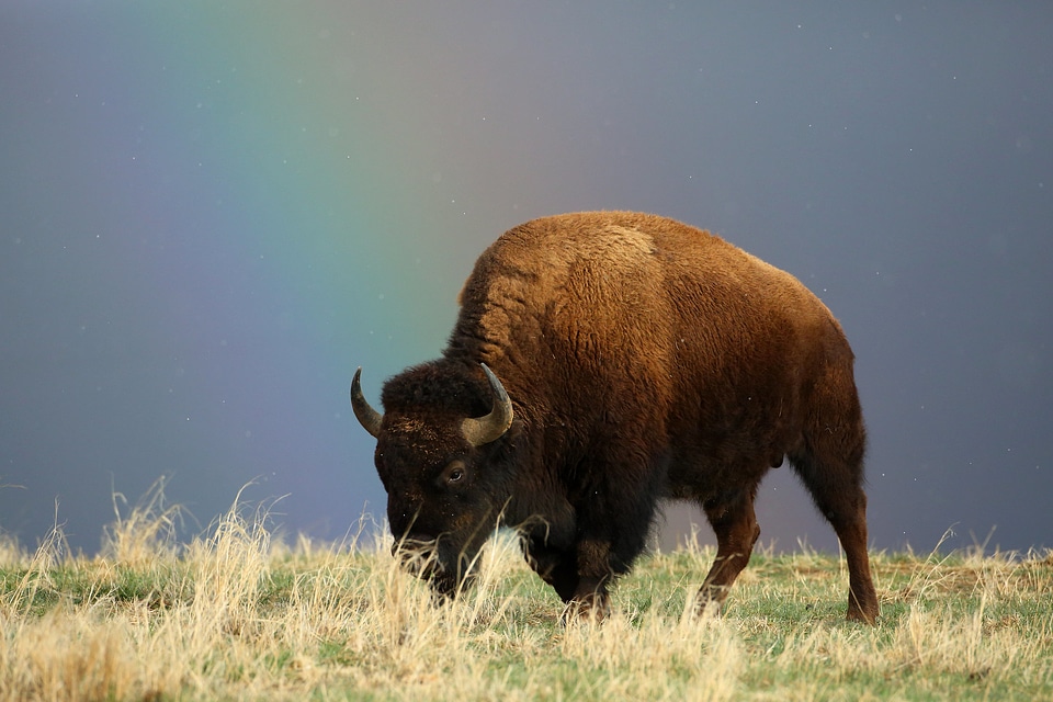 Bison
