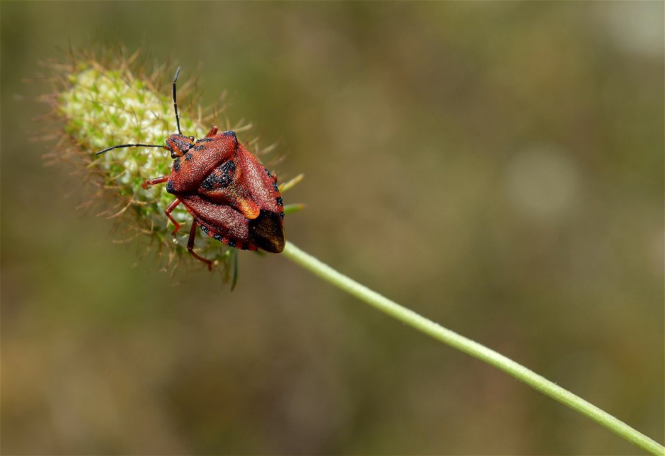 Carpocoris mediterraneus