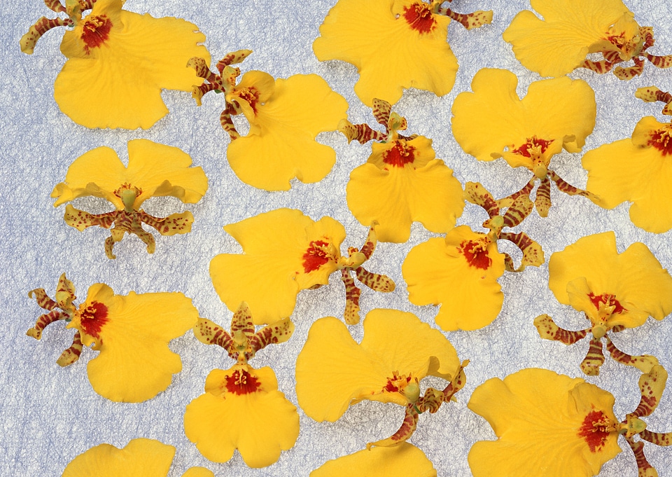 Yellow Flower background